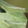 Rhigognostis incarnatella